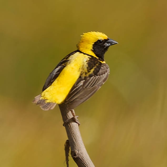 gulkronebisp - ML639427385