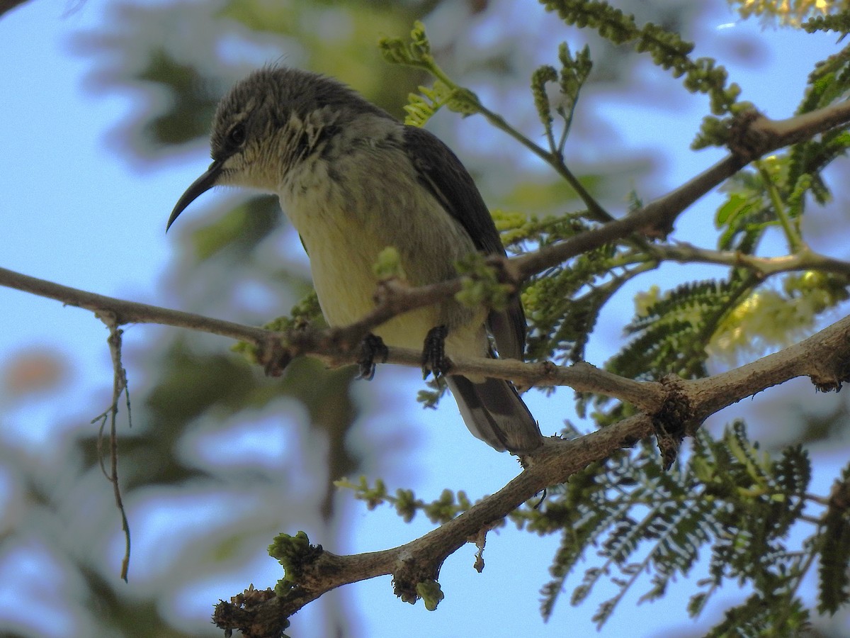 Beautiful Sunbird - ML639427389