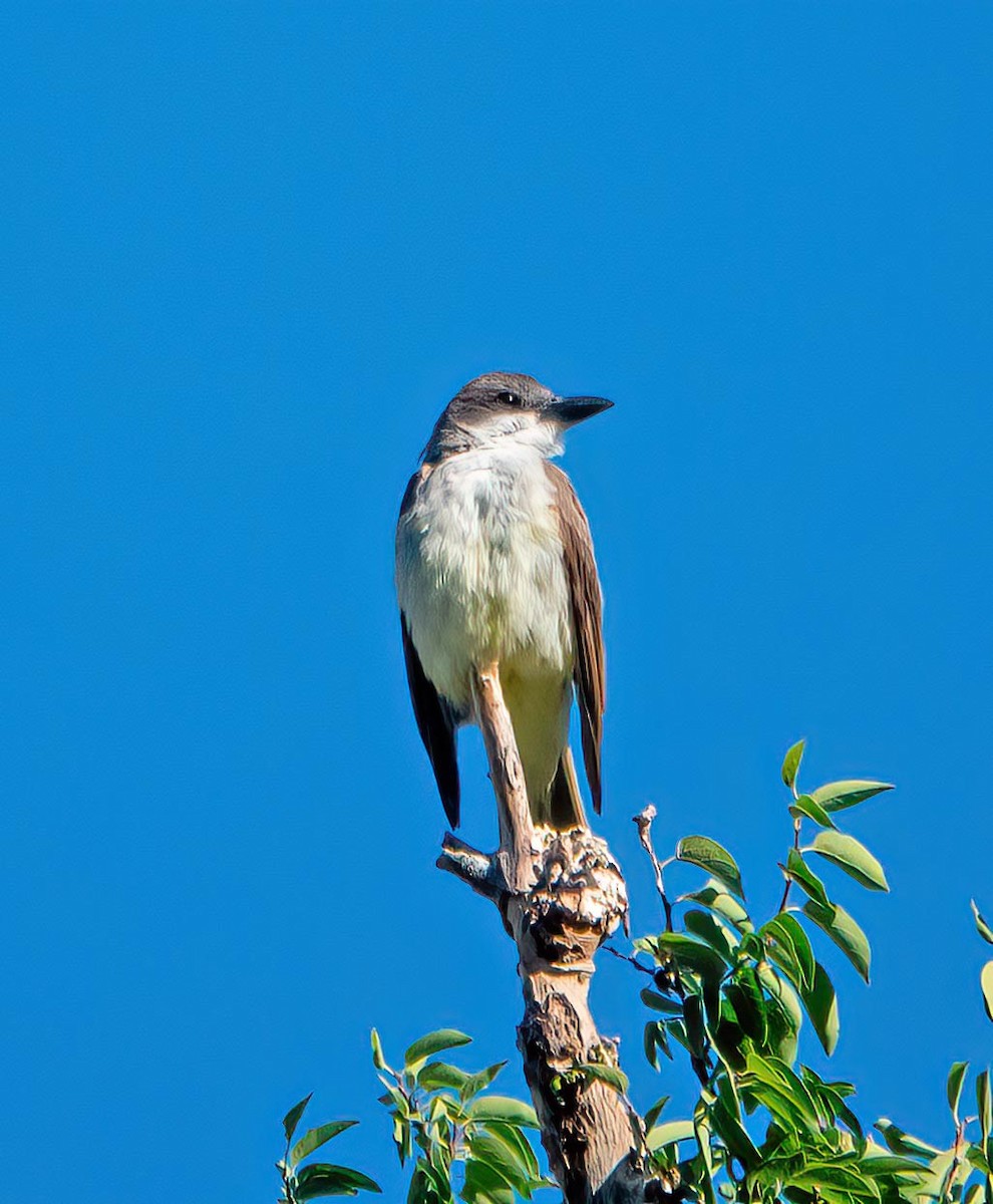 Thick-billed Kingbird - ML639427404
