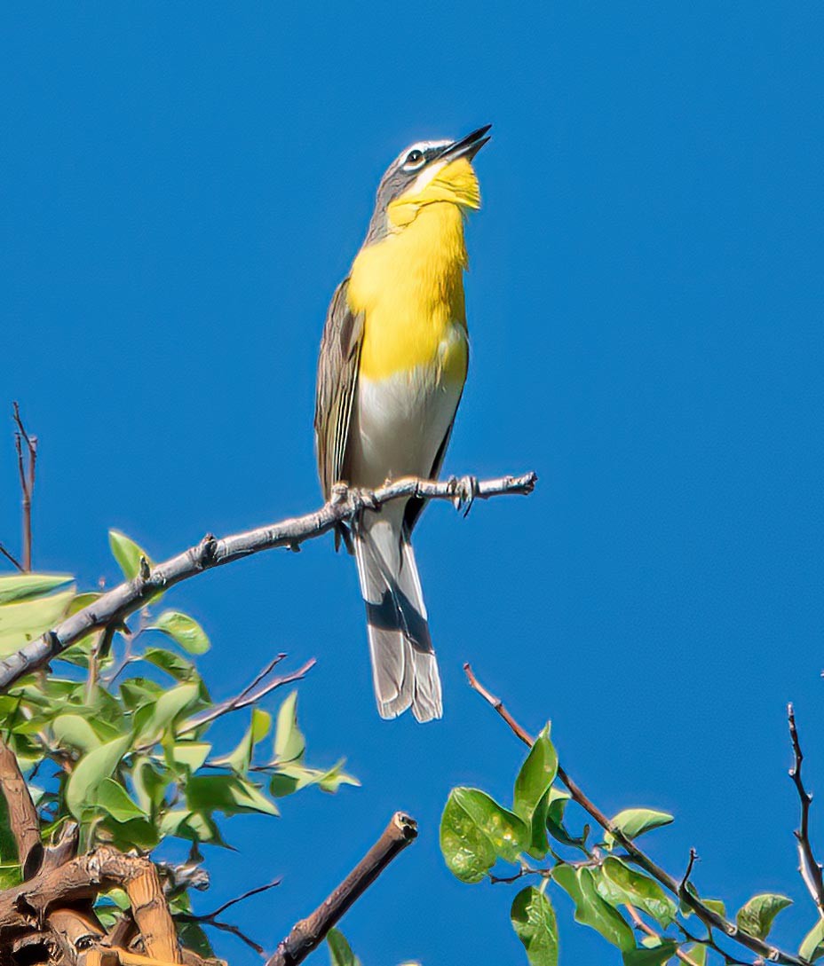 Yellow-breasted Chat - ML639427420