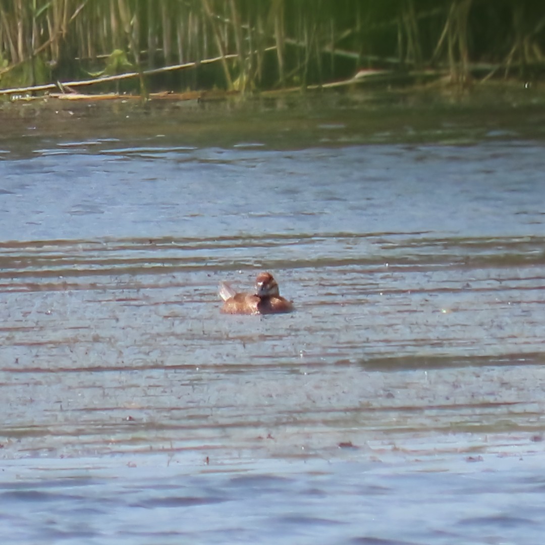 Ruddy Duck - ML639427553
