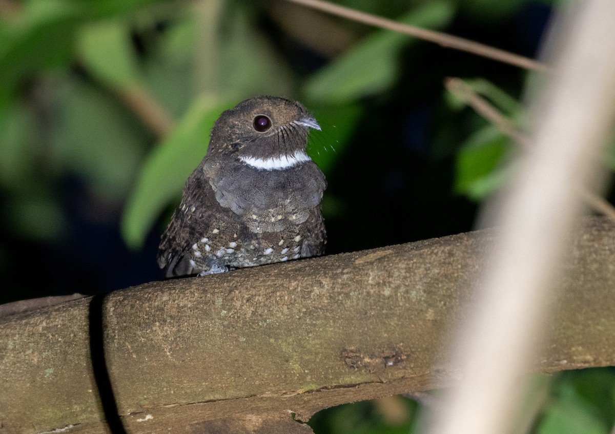 Ocellated Poorwill - ML639427554