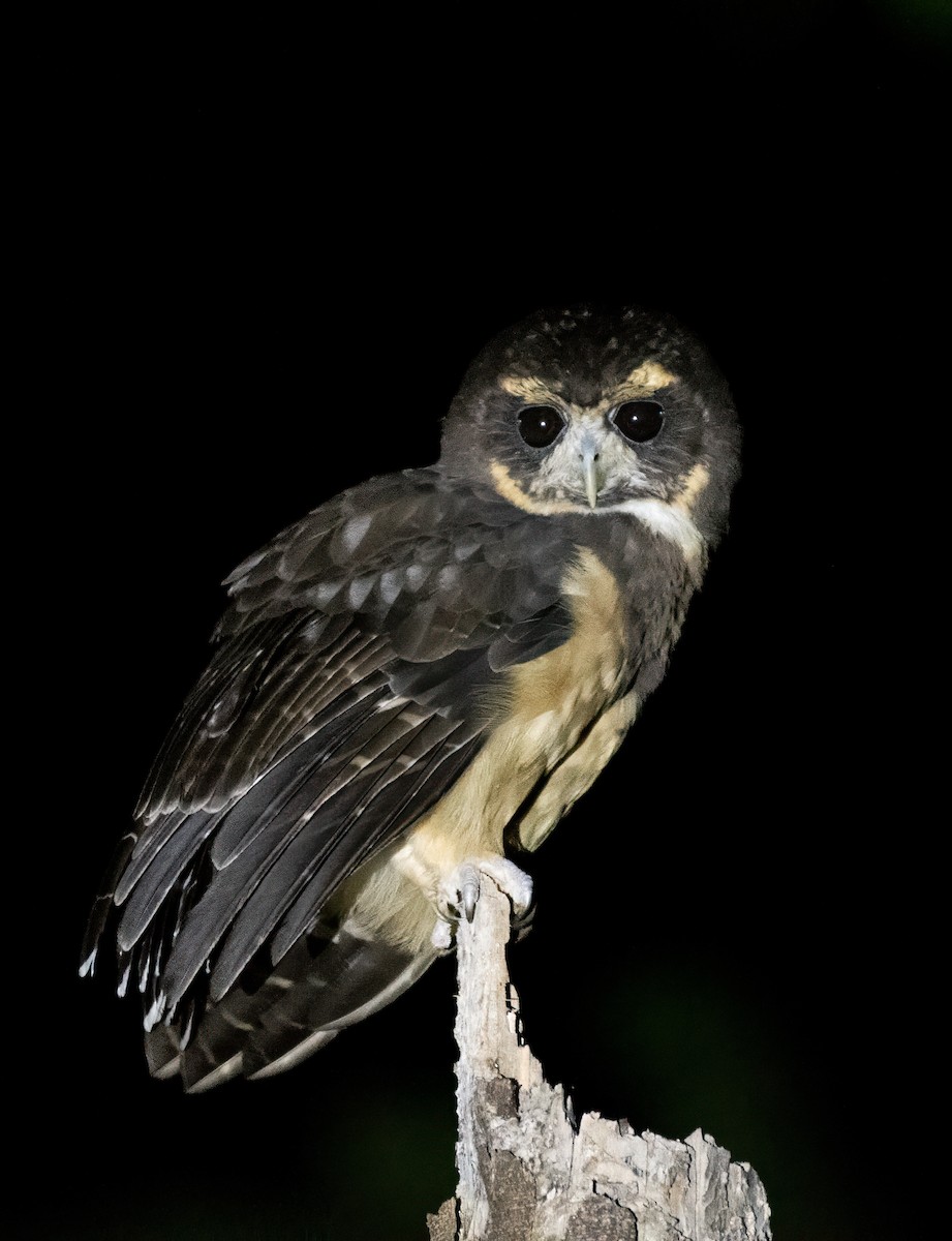 Tawny-browed Owl - ML639427564