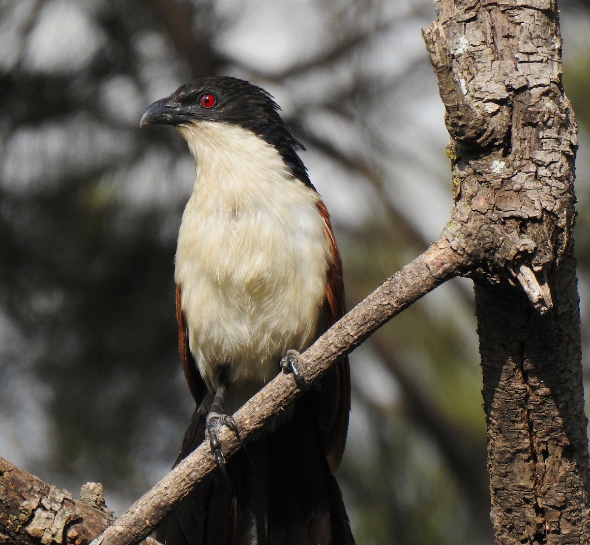 Blue-headed Coucal - ML639427640