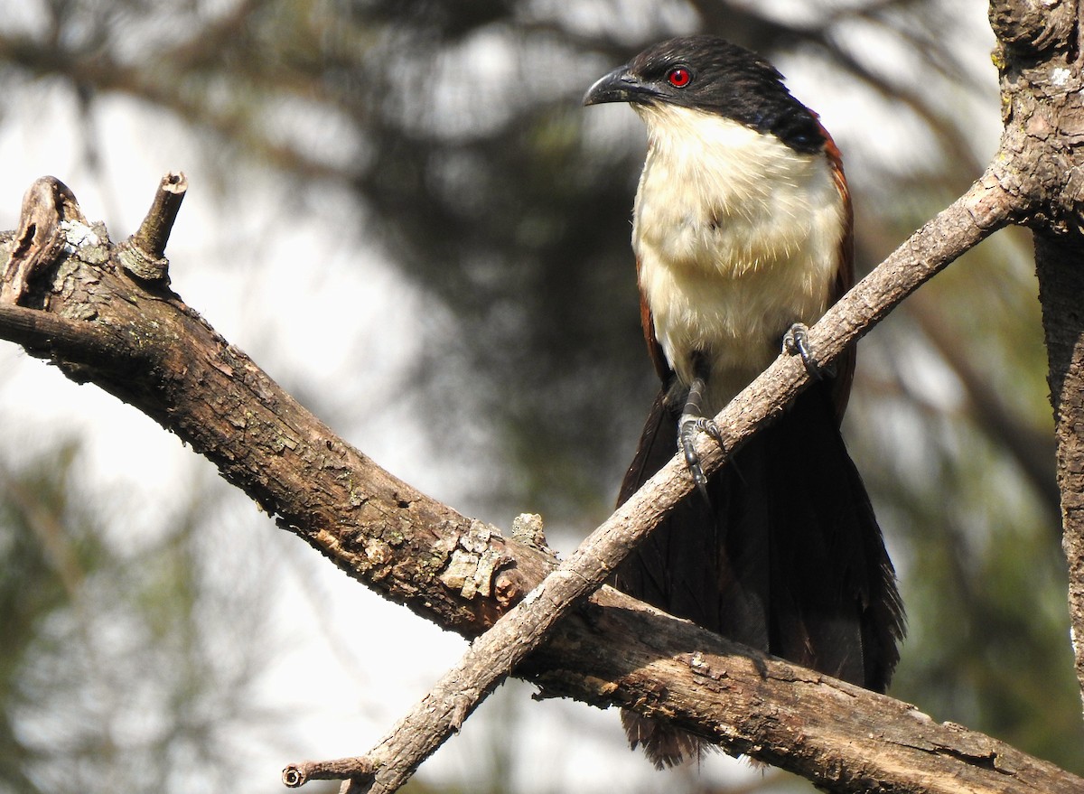 Blue-headed Coucal - ML639427641
