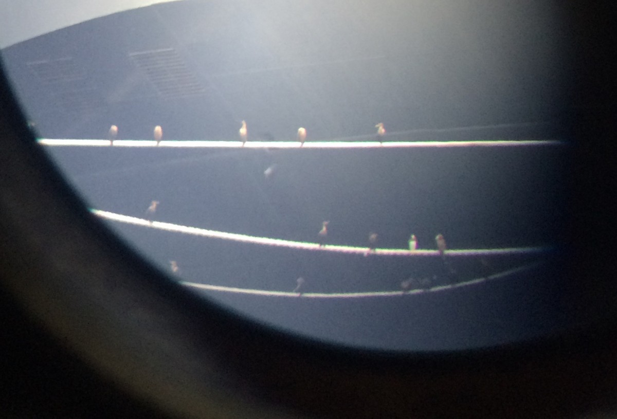 Brown Booby - ML639427643