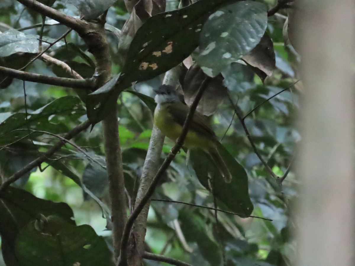 Yellow-bellied Bulbul - ML639427654