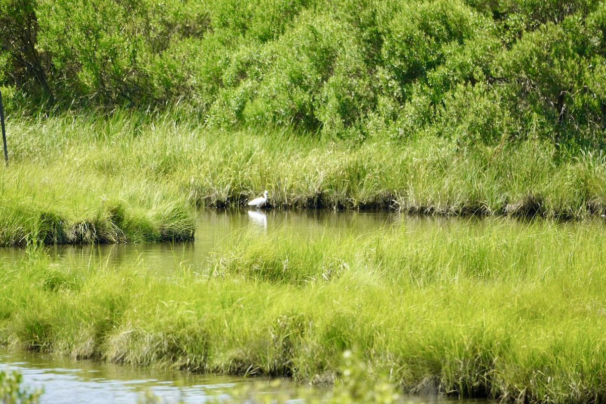 Snowy Egret - ML639427688