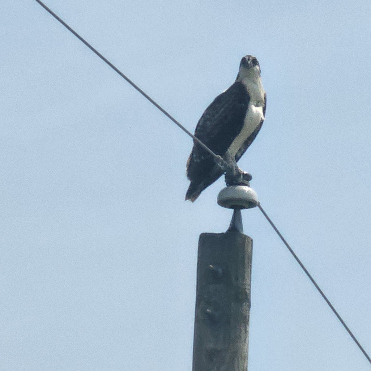 Balbuzard pêcheur - ML639427843