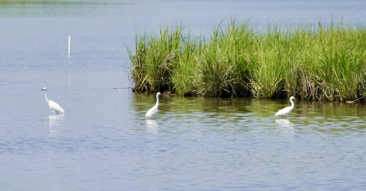Snowy Egret - ML639427866