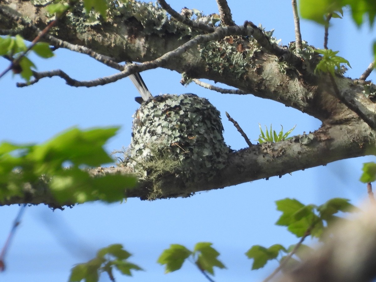 Blue-gray Gnatcatcher - ML639427890