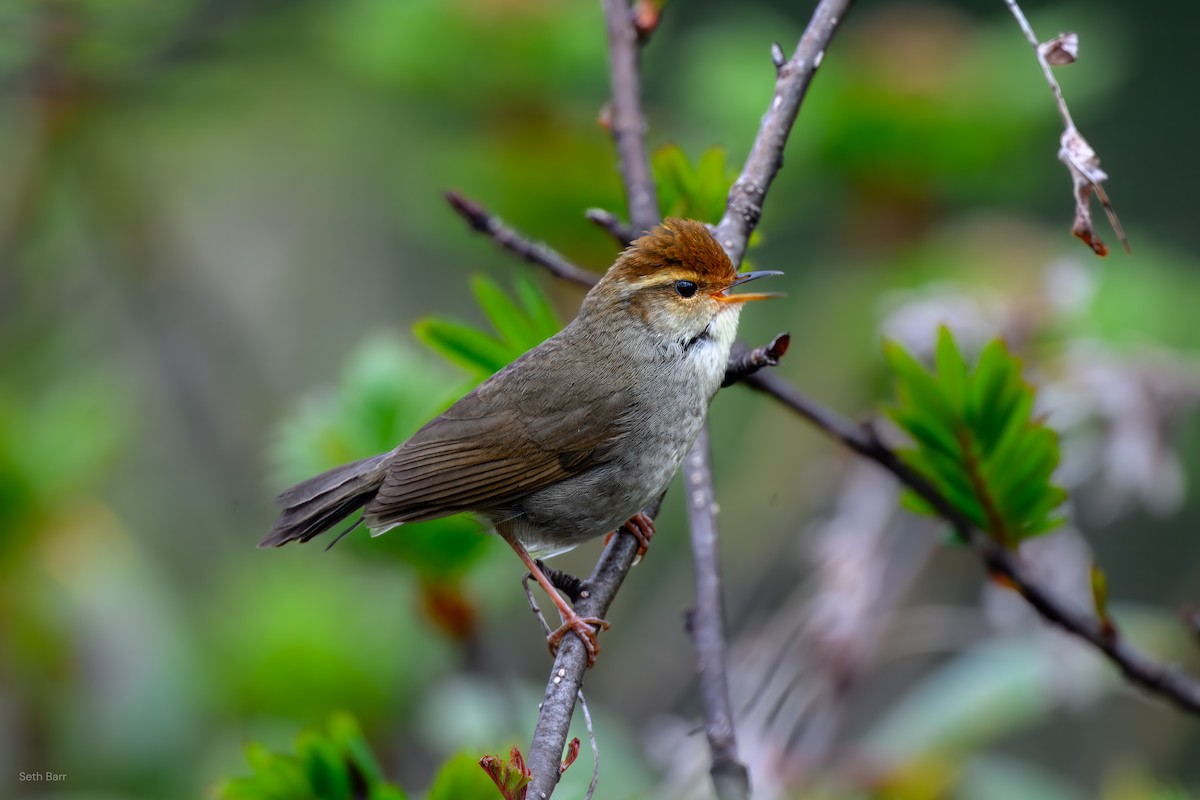 Chestnut-crowned Bush Warbler - ML639427940