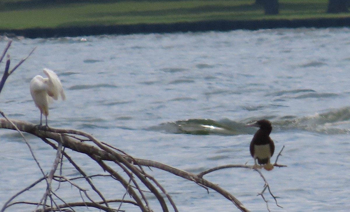 Brown Booby - ML639427964
