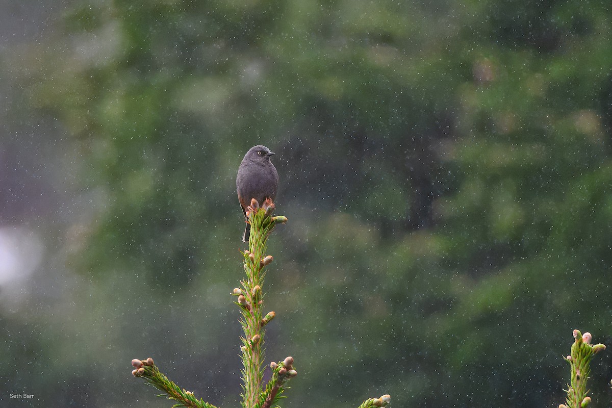 Maroon-backed Accentor - ML639427985