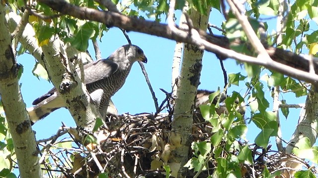 Gray Hawk - ML639428022