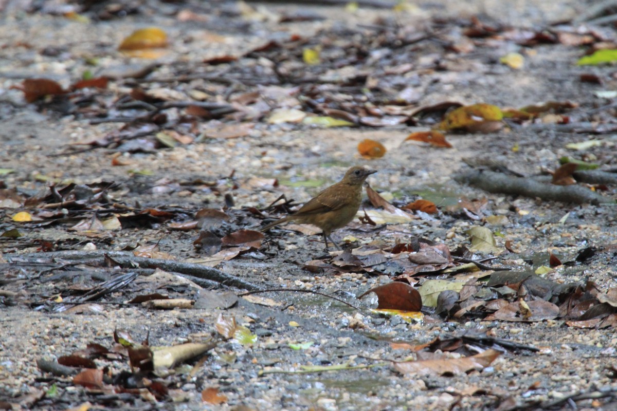 Cocoa Thrush - ML639428257