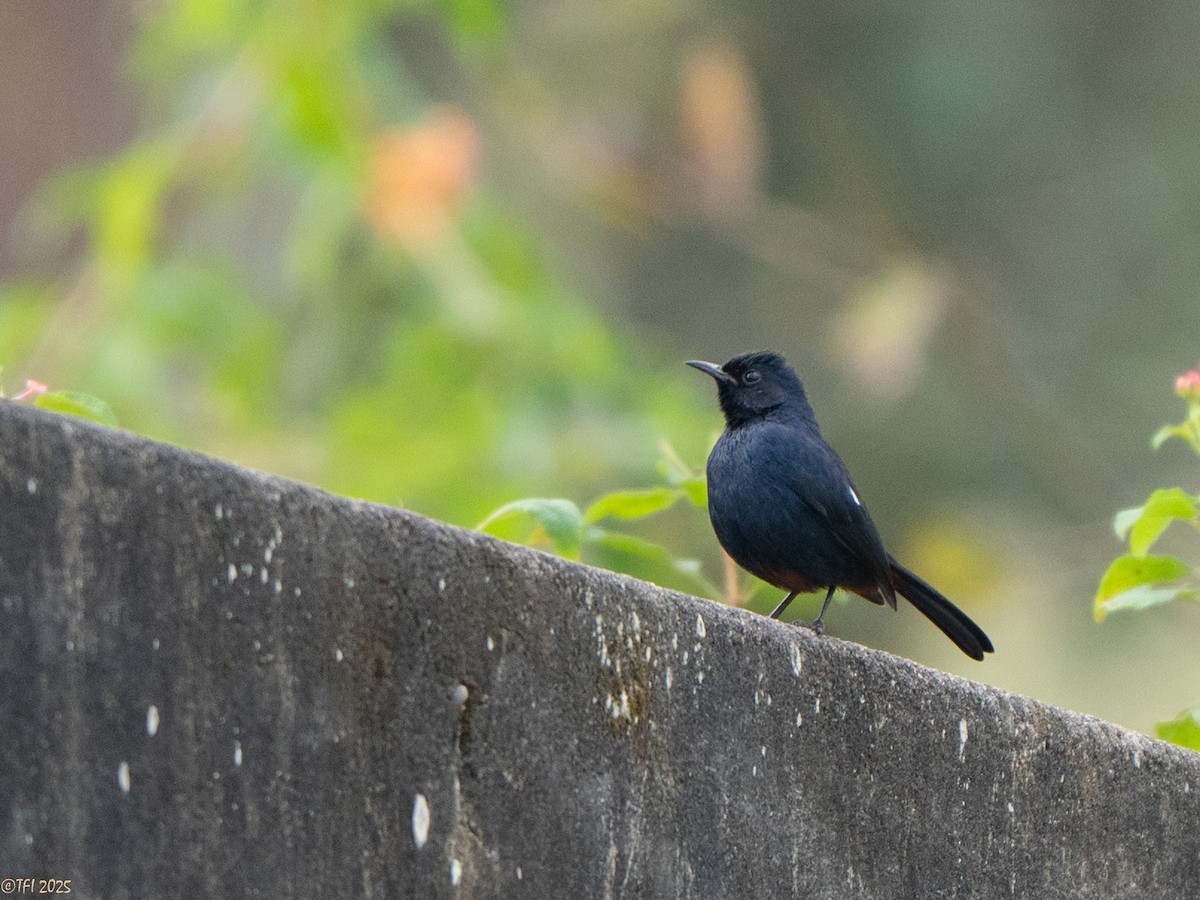 Indian Robin - ML639428282