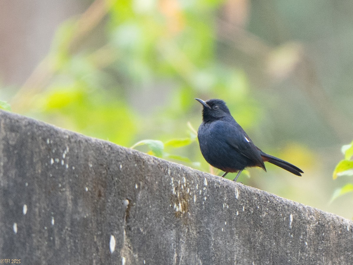 Indian Robin - ML639428287