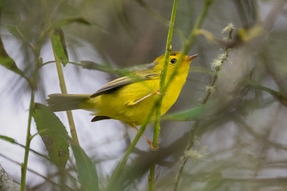 Wilson's Warbler - ML639428379