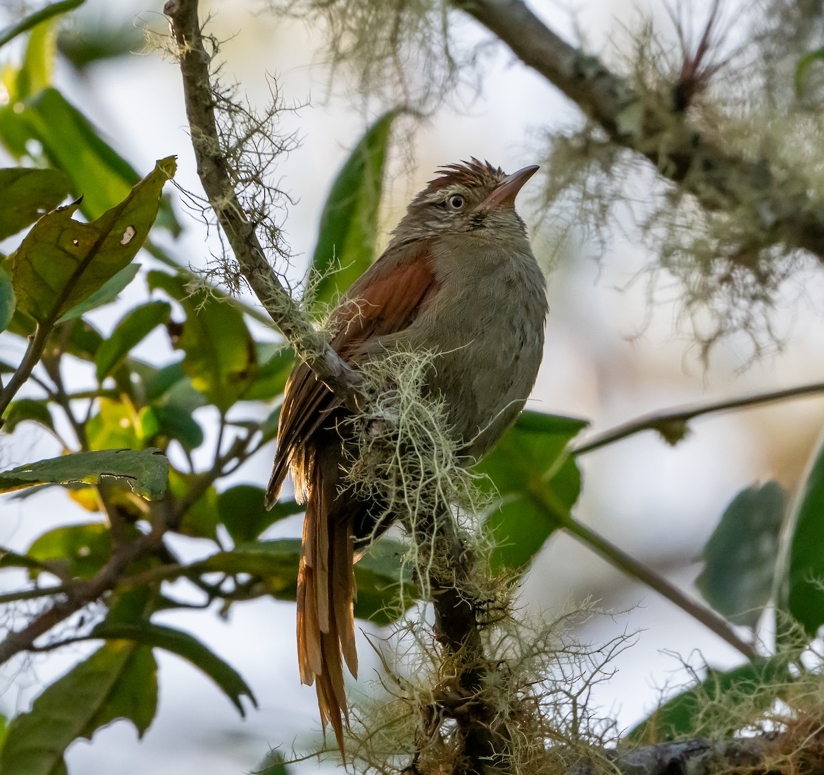 Streak-capped Spinetail - ML639428385