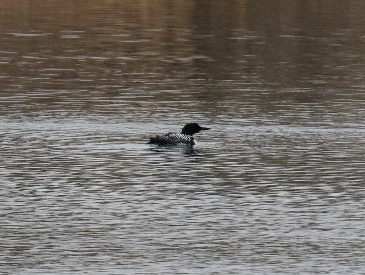 Plongeon huard - ML639428539