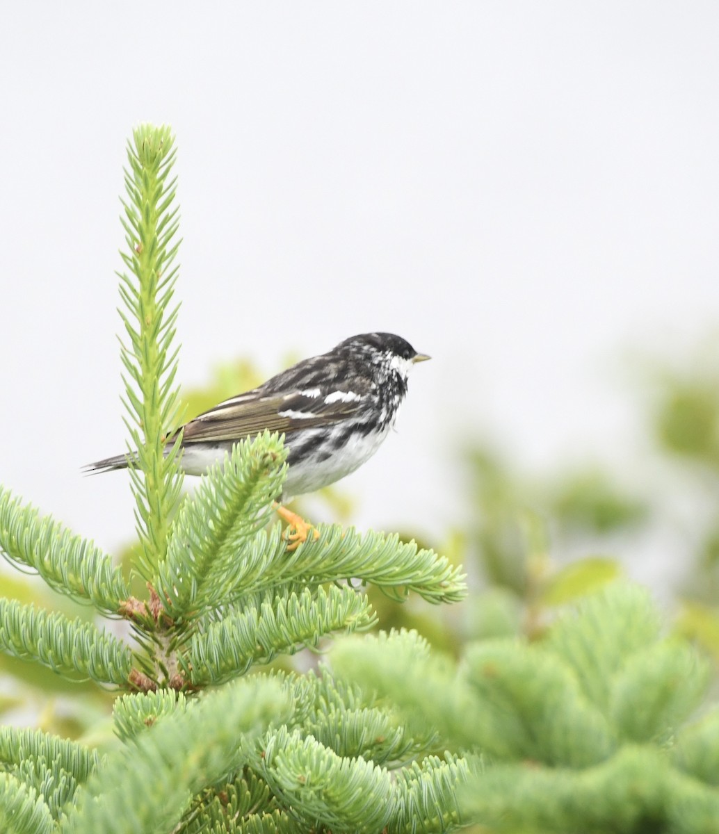 Blackpoll Warbler - ML639428564