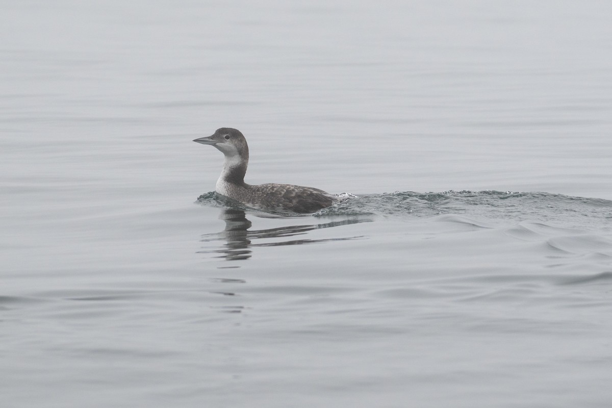 Common Loon - ML639428598