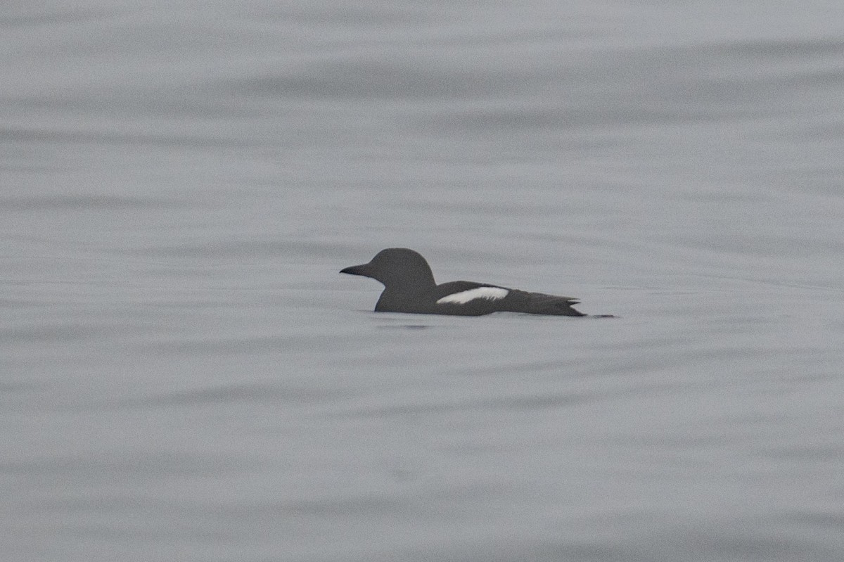 Black Guillemot - ML639428611