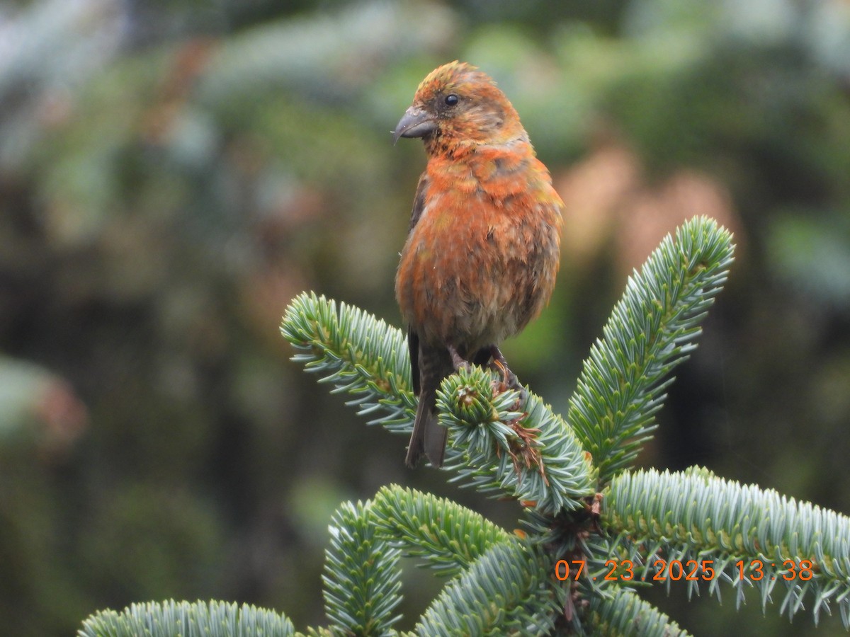 Red Crossbill - ML639428663