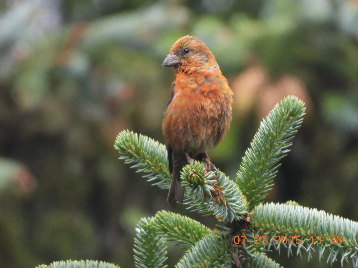 Red Crossbill - ML639428664