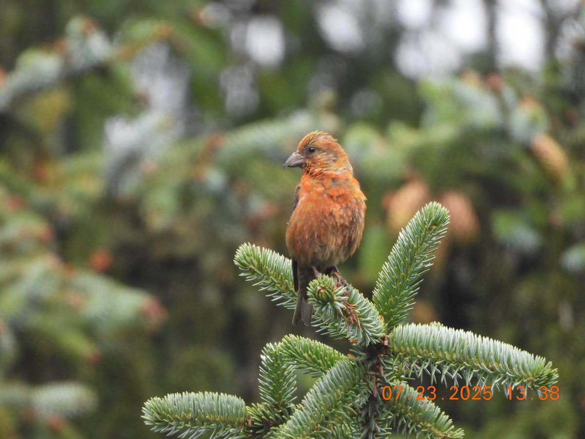 Red Crossbill - ML639428665