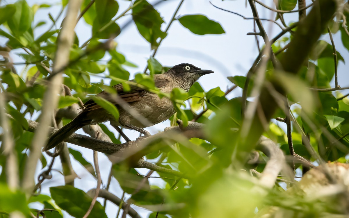 Blackcap Babbler (Dusky-throated) - ML639428819