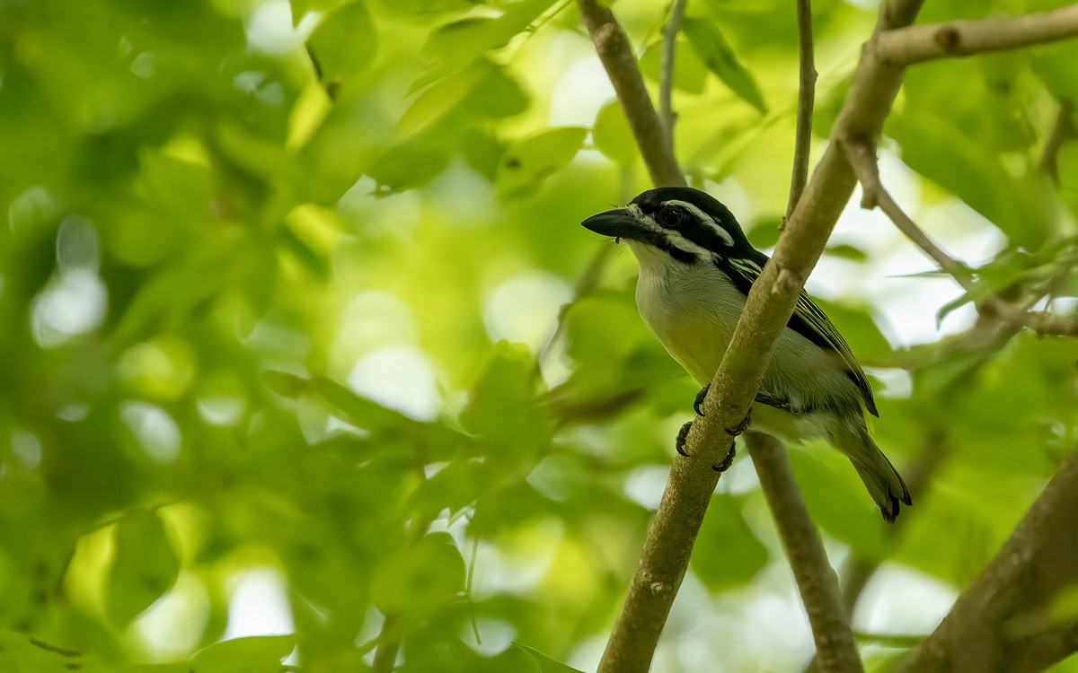 キゴシヒメゴシキドリ（bilineatus グループ） - ML639428856