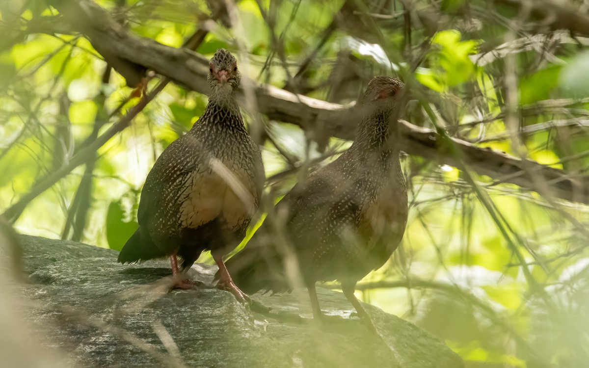 Stone Partridge (Stone) - ML639428887