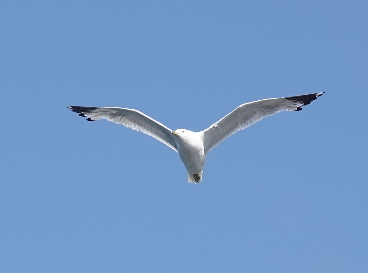 Ring-billed Gull - ML639428917