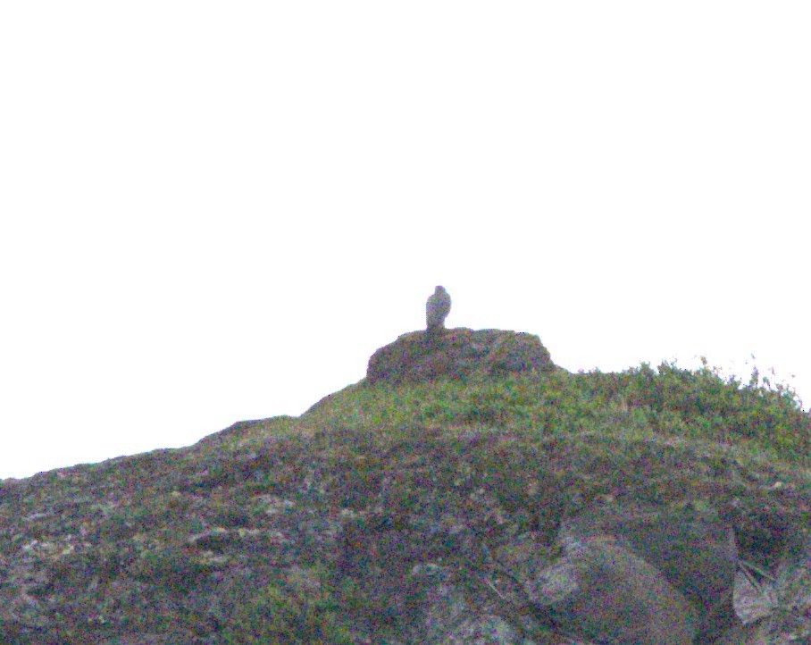 Gyrfalcon - ML639429018