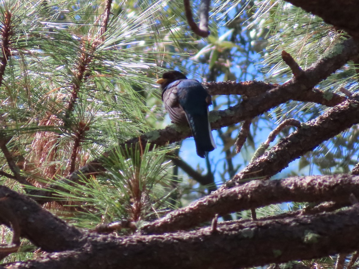 trogon měděnoocasý - ML639429084