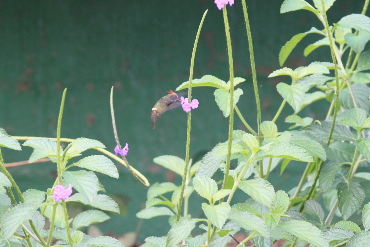 Tufted Coquette - ML639429149
