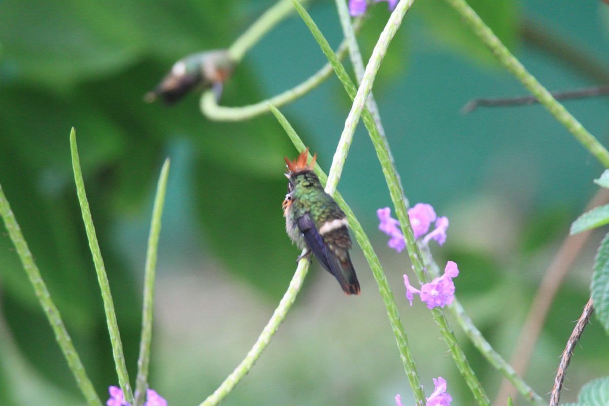 Tufted Coquette - ML639429152
