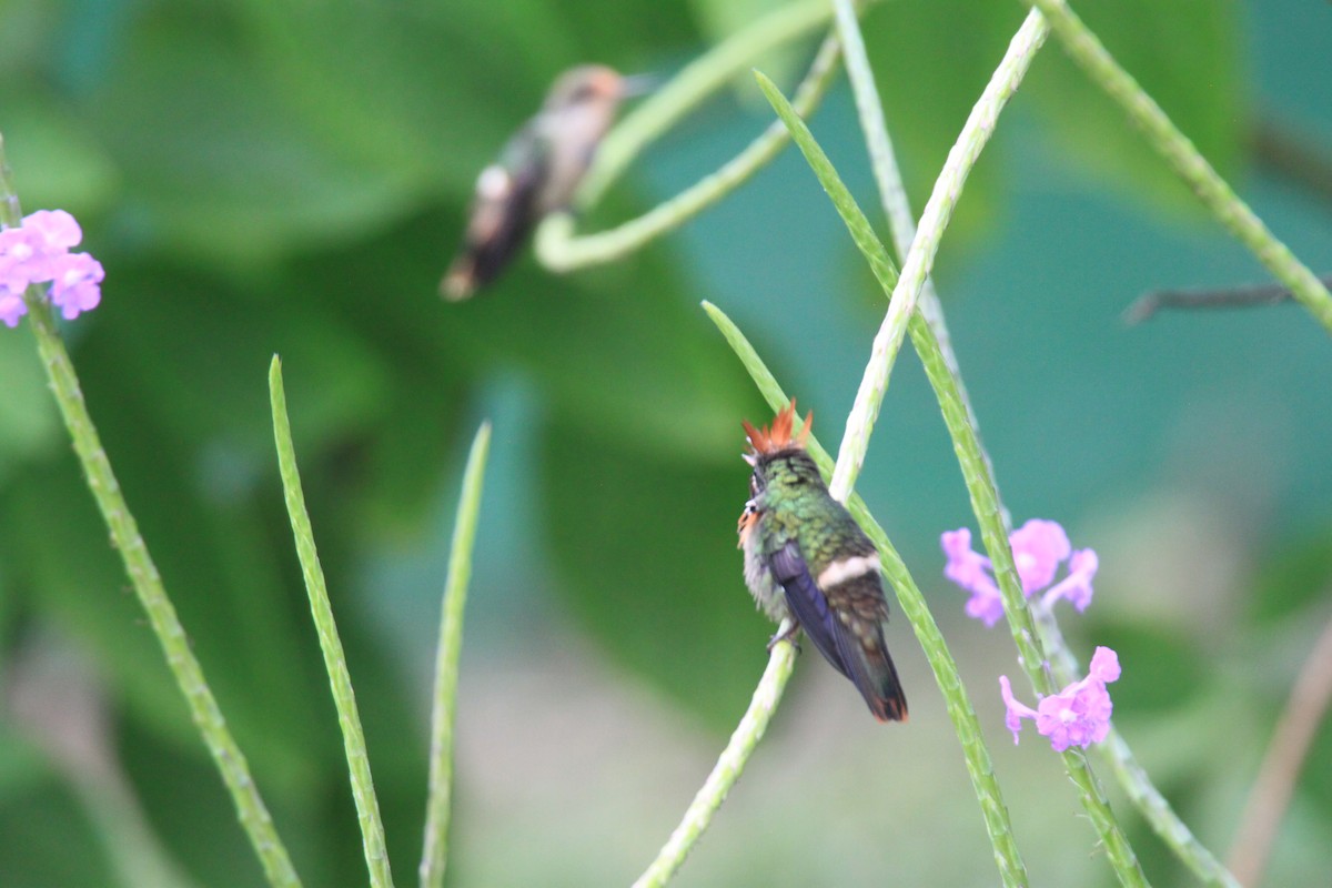 Tufted Coquette - ML639429156