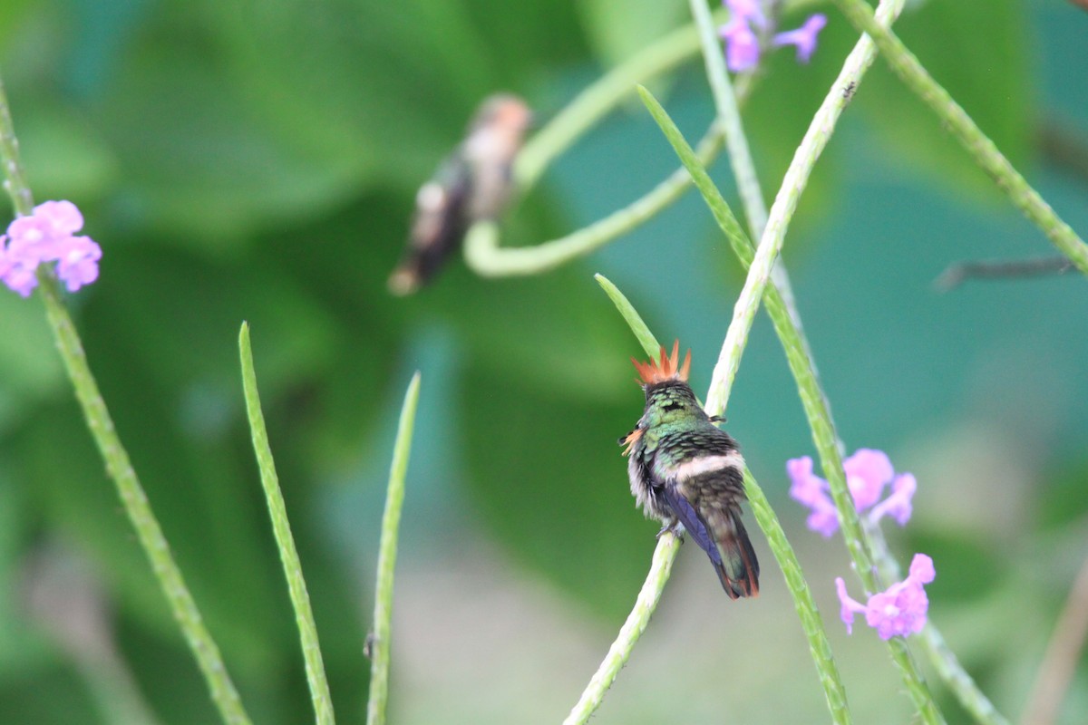 Tufted Coquette - ML639429165