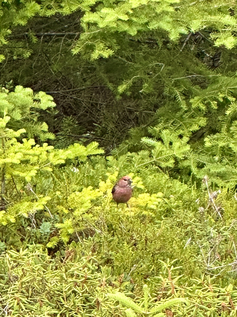 Pine Grosbeak - ML639429562