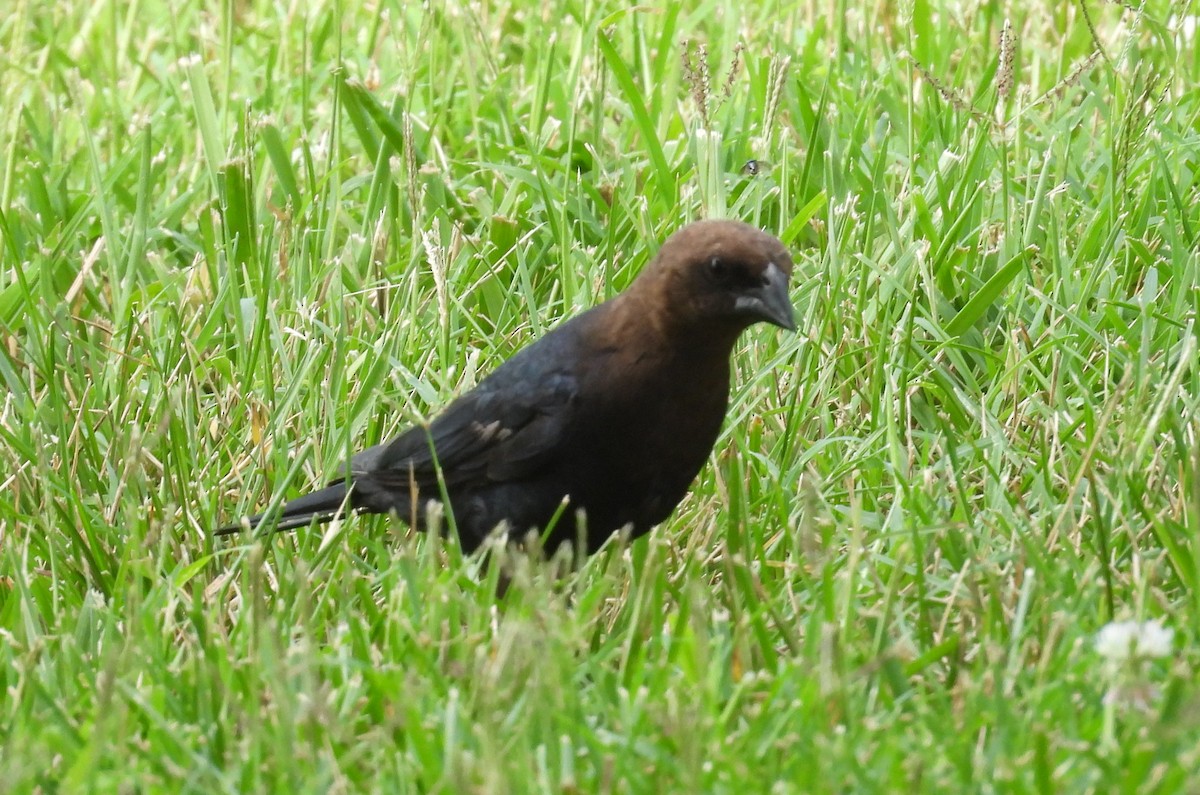 Brown-headed Cowbird - ML639429611
