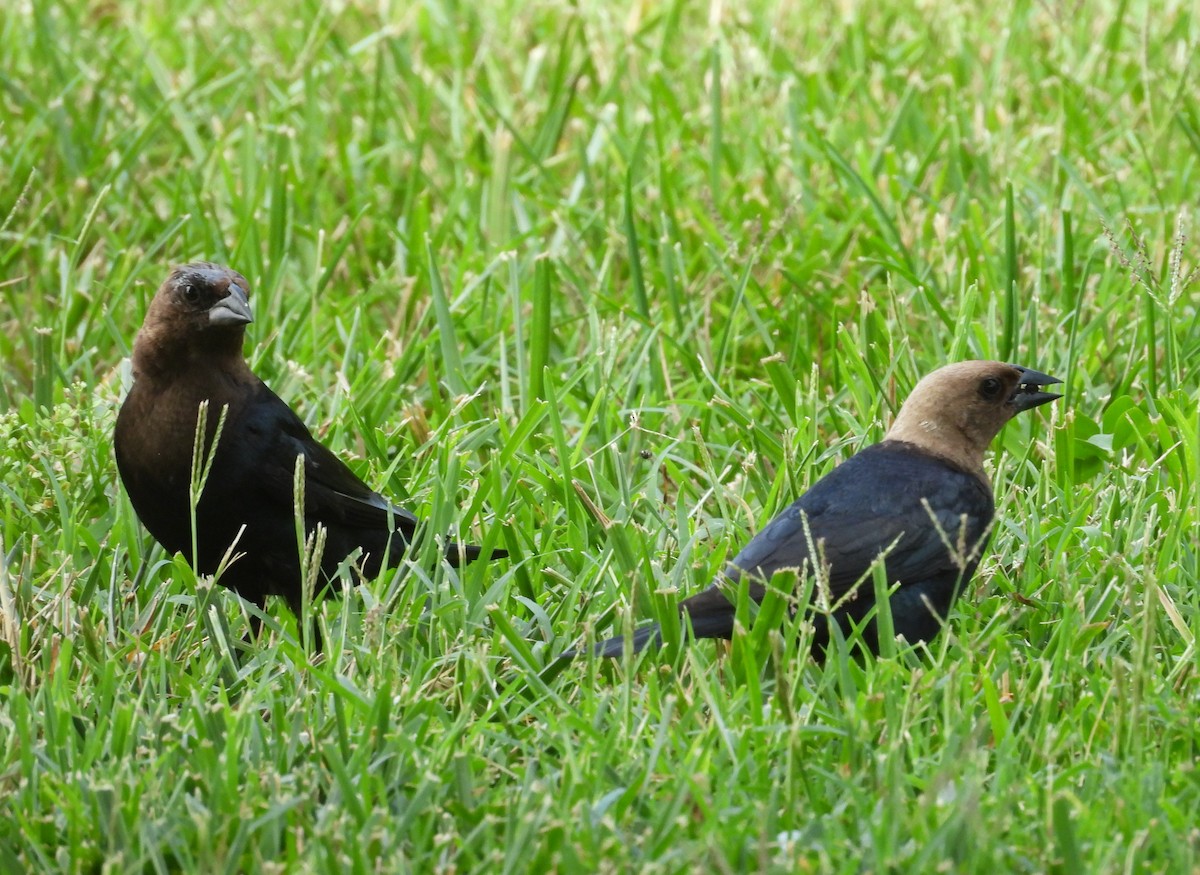 Brown-headed Cowbird - ML639429612