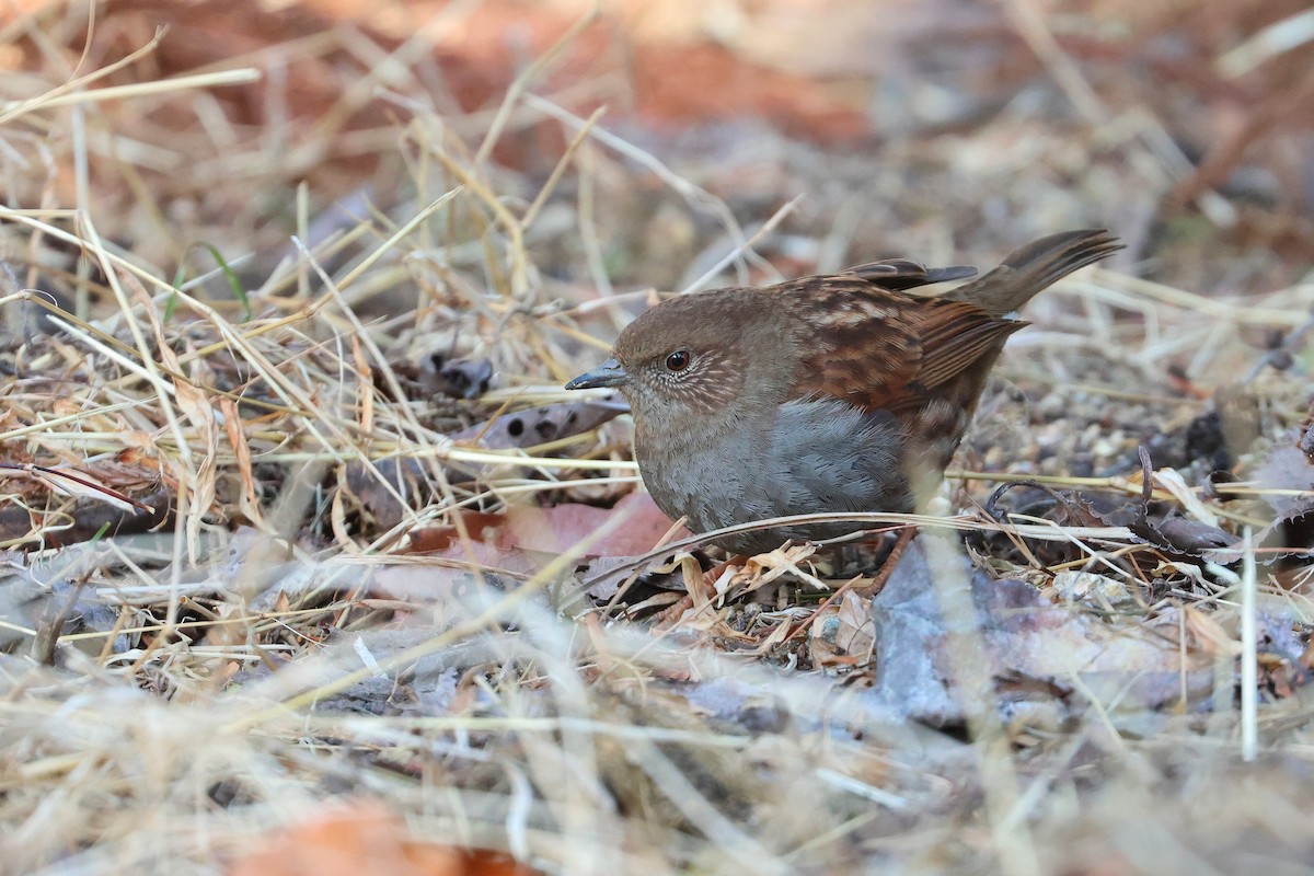 Japanese Accentor - ML639429643