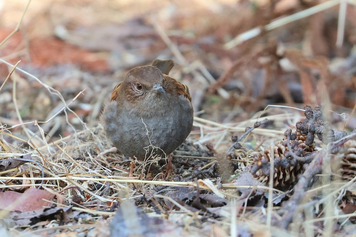 Japanese Accentor - ML639429644