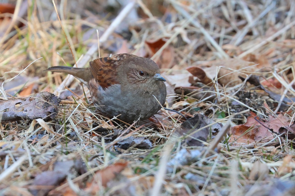 Japanese Accentor - ML639429645