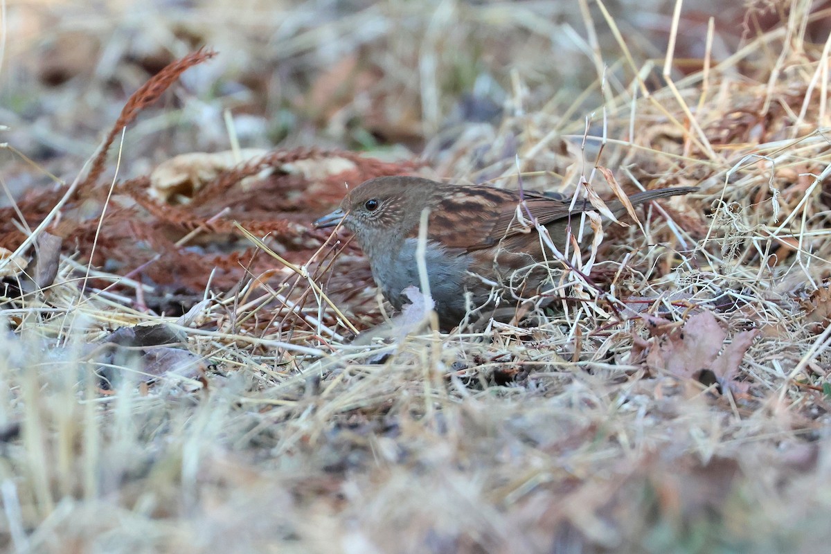 Japanese Accentor - ML639429646
