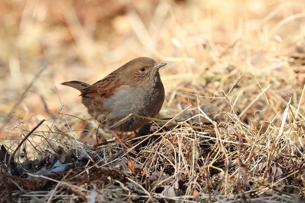 Japanese Accentor - ML639429647