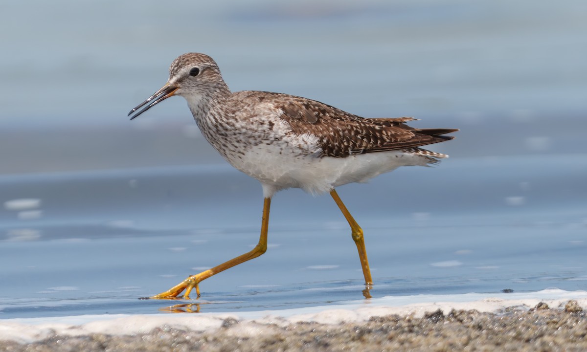 Lesser Yellowlegs - ML639429649